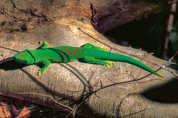 Parc national de Ranomafana