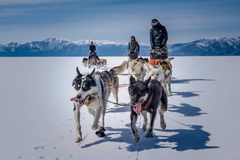 Chiens de traîneaux sur le lac Khuvsgul