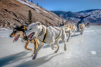 Chiens de traîneaux dans le massif du Khentii