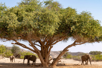 Spécial Faune et Eléphants du désert