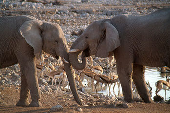 Etosha