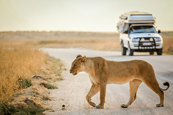 Kalahari namibien