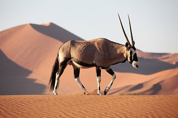 Désert du Namib