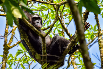 Rencontre avec les grands singes