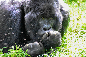 Ouganda - Spécial Primate