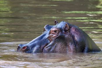 Aventure en Ouganda - Safari & Grands Singes