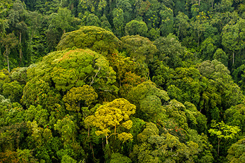 Forêt impénétrable de Bwindi