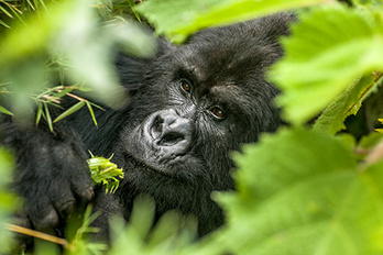 Parc national de Kibale