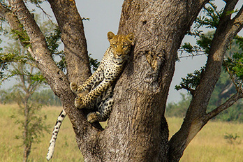 Lac Albert, Ouganda