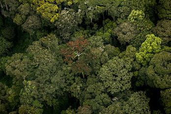 Forêt de Nyungwe