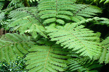 Forêt de Nyungwe