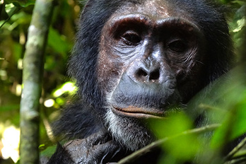 Gorilles, Chimpanzés et lac Kivu