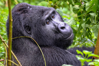 Du Kenya au Rwanda, safari & gorilles