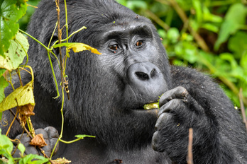 Gorilles, Chimpanzés et lac Kivu