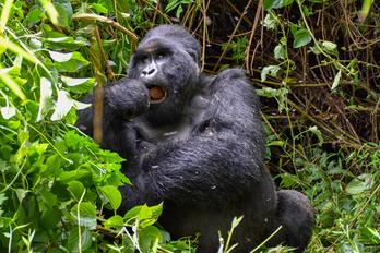 Du Kenya au Rwanda, safari & gorilles