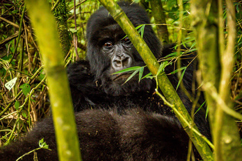 Du Kenya au Rwanda, safari & gorilles