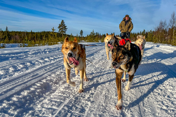 Raid en chiens de traîneaux