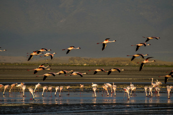 La Tanzanie entre voyageurs