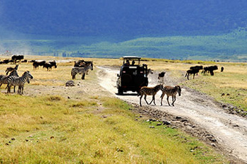 Ngorongoro