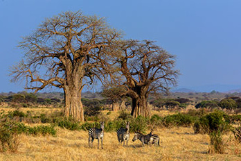 Ruaha