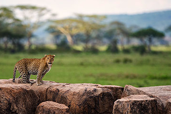 Serengeti