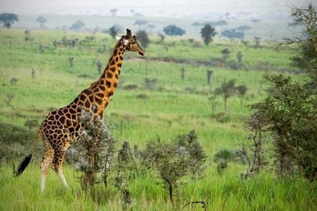 L'incroyable faune du N'gorongoro