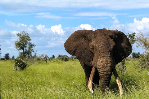 Sabi Sands