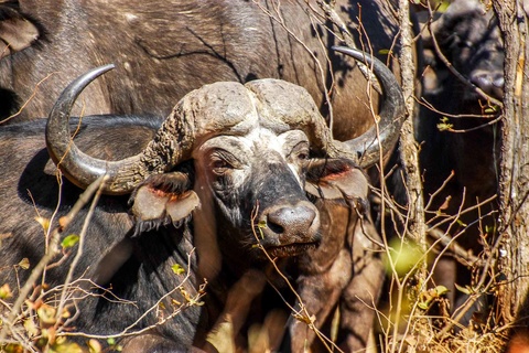 Sabi Sands