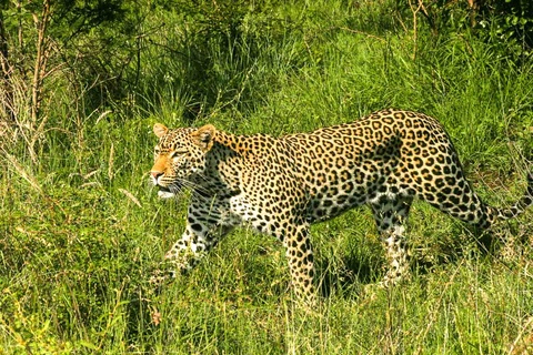Parc national de Kruger