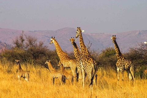 Sabi Sands