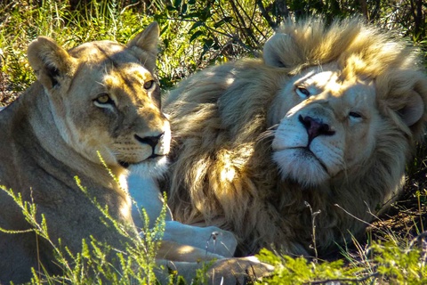 Johannesburg - Skuzuka - Sabi Sands