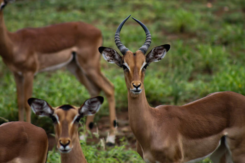 Réserve privée de Timbavati