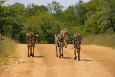 Réserve privée de Timbavati