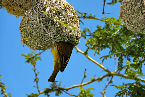 Réserve privée de Timbavati