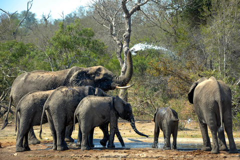 Réserve privée de Manyeleti - Parc national de Kruger