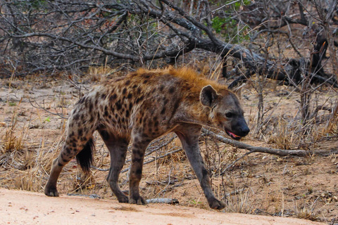 Réserve de Timbavati - Réserve de Manyeleti