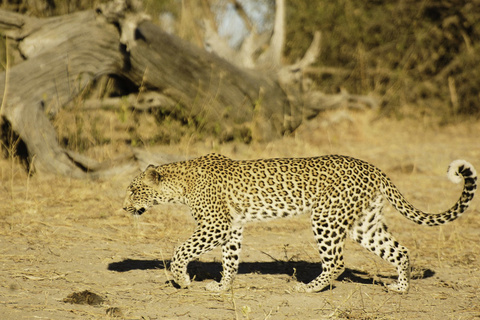 Parc national de Chobe