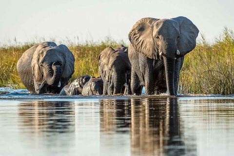 Linyanti - Kasané - Victoria Falls