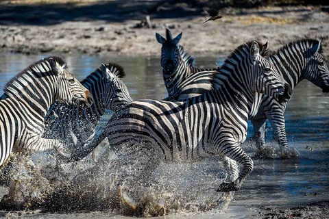 Okavango - Linyanti