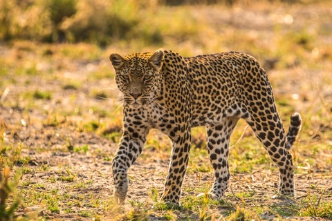 Savuti - Parc National de Chobe