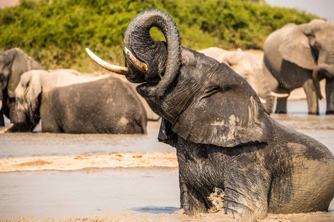 Savuti - Parc National de Chobe