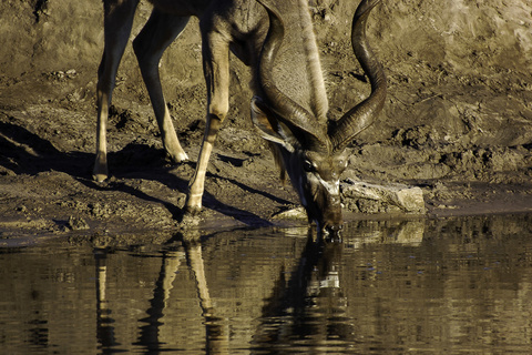 Savuti - Parc National de Chobe