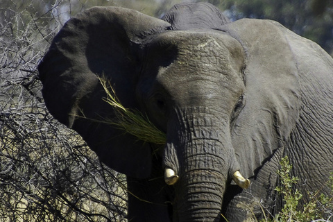 Savuti - Parc national de Chobe