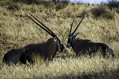 Désert du Kalahari