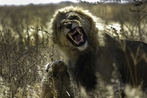 Johannesburg - Maun - Désert du Kalahari