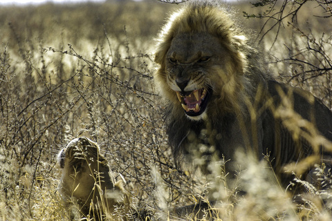 Désert du Kalahari