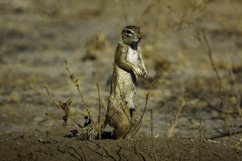 Johannesburg - Maun - Kalahari