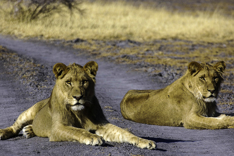 Désert du Kalahari