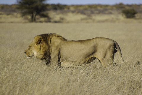 Johannesburg - Maun - Kalahari