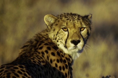 Parc D'Etosha